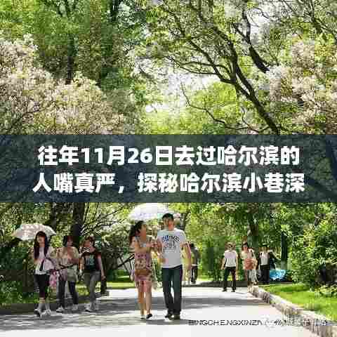 探秘哈尔滨小巷美食，揭秘独特风味，揭秘秘密美食店——11月26日的记忆