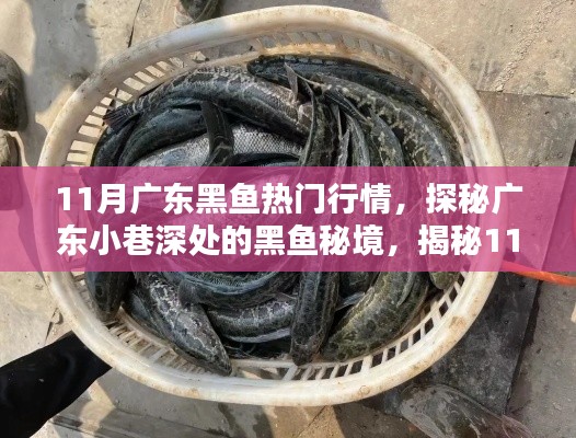 广东黑鱼秘境揭秘，11月独家热门行情资讯速递