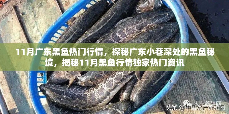 广东黑鱼秘境揭秘,11月独家热门行情资讯速递