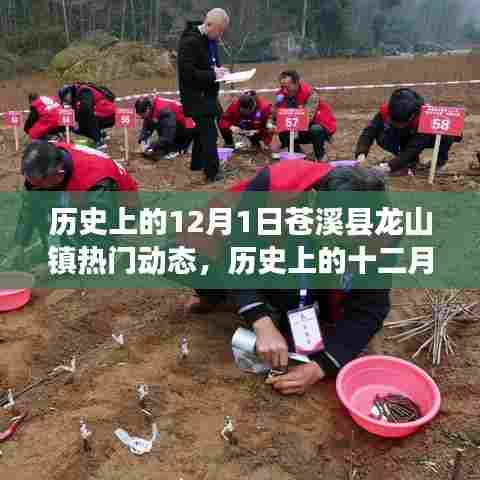 历史上的十二月一日,苍溪县龙山镇热门动态回顾