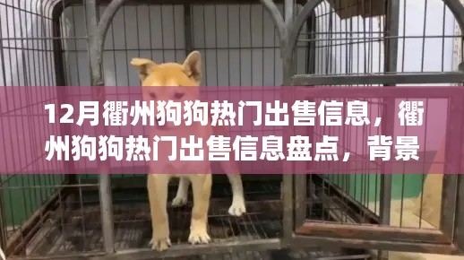 衢州狗狗热门出售信息大盘点，背景、事件与影响解析