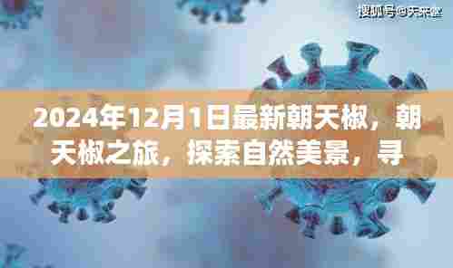 探索心灵静谧之旅,朝天椒的奇妙世界与美景探索(2024年最新)