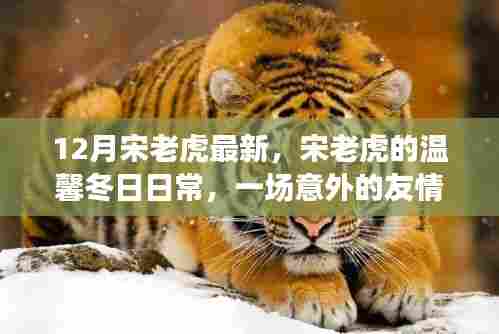 宋老虎的温馨冬日,友情邂逅与家的温暖时光