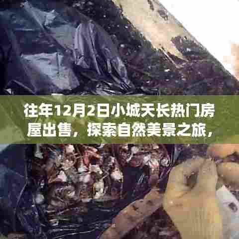 往年12月2日小城天长热门房屋出售,探索自然美景之旅,寻找内心平静之旅