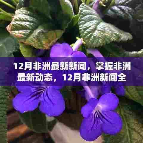 12月非洲新闻全攻略,掌握非洲最新动态,初学者与进阶用户的必备指南