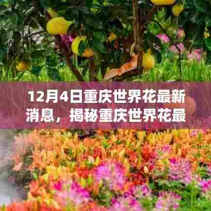 12月4日重庆世界花最新消息，揭秘重庆世界花最新动态，一场盛大的花卉盛宴即将在12月4日绽放！