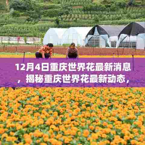 12月4日重庆世界花最新消息,揭秘重庆世界花最新动态,一场盛大的花卉盛宴即将在12月4日绽放!
