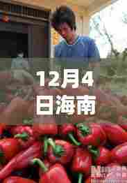 海南辣椒行情解析，价格走势、特性体验、竞品对比与用户群体分析（12月行情版）