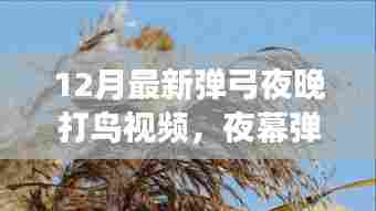 夜幕弹弓,探寻最新弹弓夜晚打鸟视频的秘密