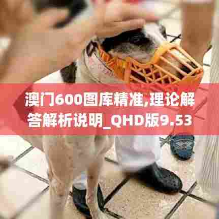 澳门600图库精准,理论解答解析说明_QHD版9.531