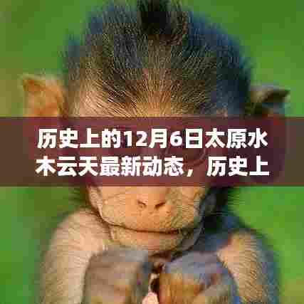 历史上的12月6日太原水木云天最新动态,深度解读与观点阐述
