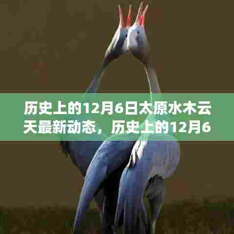 历史上的12月6日太原水木云天最新动态,深度解读与观点阐述