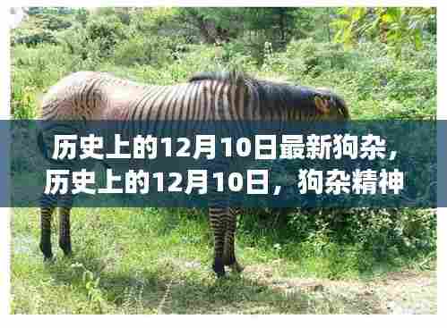历史上的狗杂精神闪耀，塑造自信与成就之光在十二月十日这一天的新启示