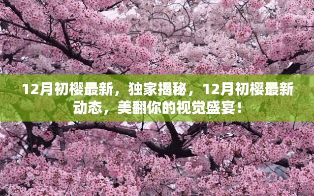 独家揭秘,12月初樱最新动态,视觉盛宴惊艳来袭!