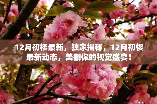 独家揭秘,12月初樱最新动态,视觉盛宴惊艳来袭!