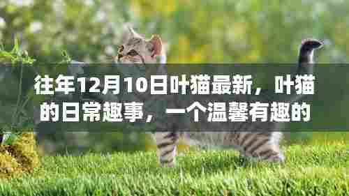 叶猫的日常趣事,温馨有趣的回忆——12月10日特别篇