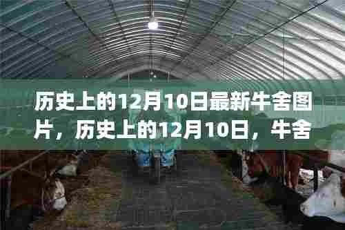 历史上的12月10日,牛舍变迁记与最新牛舍图片大放送