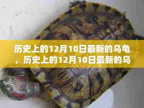 历史上的12月10日全新乌龟产品全面评测与介绍