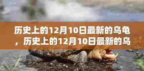 历史上的12月10日全新乌龟产品全面评测与介绍