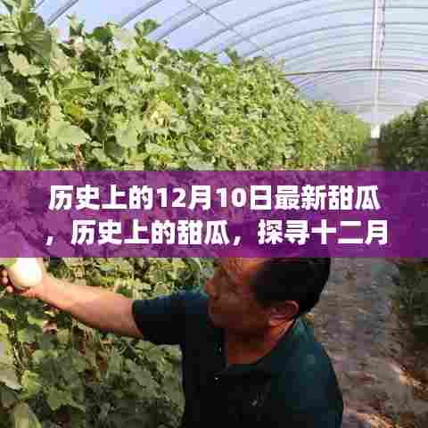 探寻十二月十日的历史甜瓜与新发现变迁