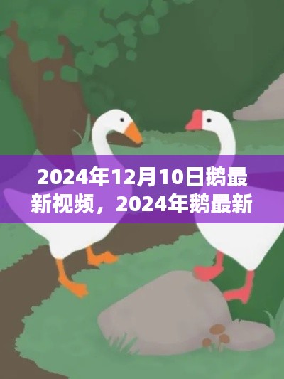 深度解析，2024年鹅最新视频内容与影响