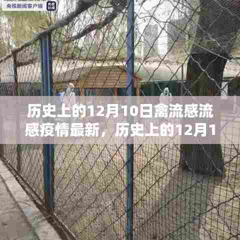 历史上的12月10日，禽流感流感疫情下的励志篇章与成就感的源泉