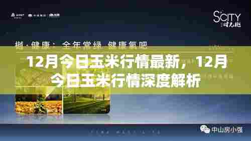 12月玉米行情最新动态与深度解析