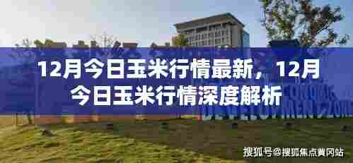 12月玉米行情最新动态与深度解析