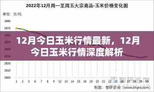 12月玉米行情最新动态与深度解析