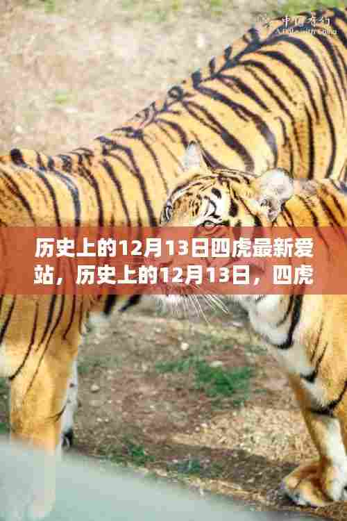 历史上的12月13日，四虎最新爱站的学习变化与自信成就之路