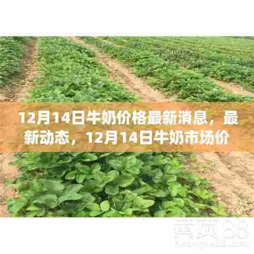 12月14日牛奶市场价格动态及深度解析