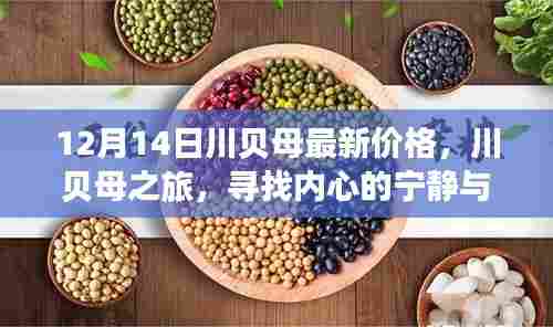 川贝母之旅，最新价格探寻与自然的宁静馈赠