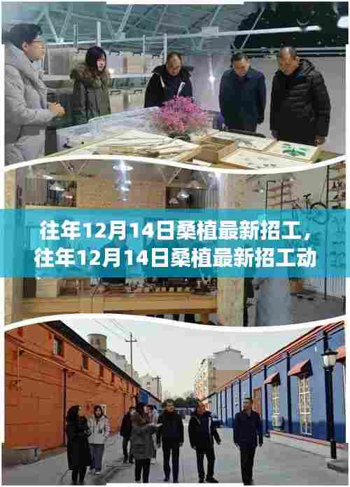 往年12月14日桑植最新招工，往年12月14日桑植最新招工动态及就业热点分析
