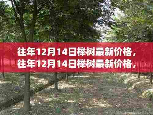 往年12月14日榉树价格走势解析,多元观点下的市场趋势分析