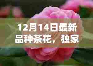 独家爆料,最新品种茶花绝美绽放,引领12月潮流新风尚