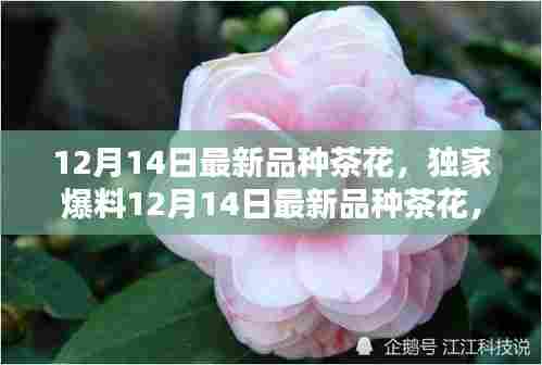 独家爆料,最新品种茶花绝美绽放,引领12月潮流新风尚