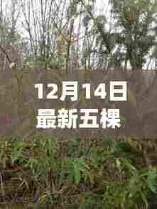 最新五棵柳种植步骤指南（适合初学者与进阶用户，12月14日更新）