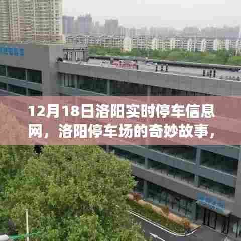 洛阳停车场故事,友情、陪伴与冬日暖阳纪实(12月18日实时更新)