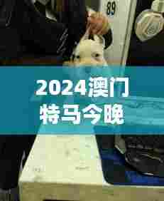 2024澳门特马今晚开奖香港：赌城竞逐犬夜狂澜