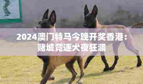 2024澳门特马今晚开奖香港:赌城竞逐犬夜狂澜