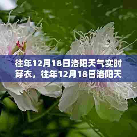 往年12月18日洛阳天气实时分析与穿衣指南,今日穿衣建议及天气预报参考