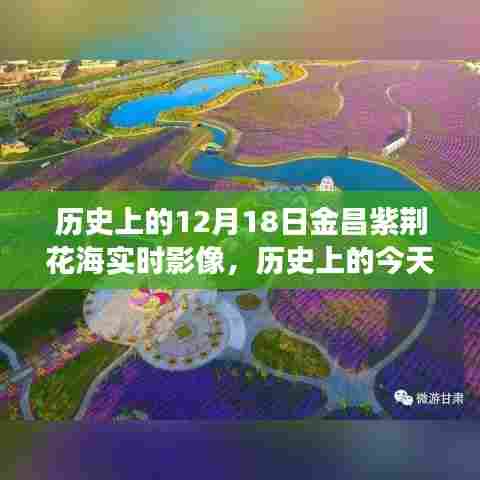 历史上的今天，金昌紫荆花海中的励志篇章——从变化中见证自信与成就的时刻