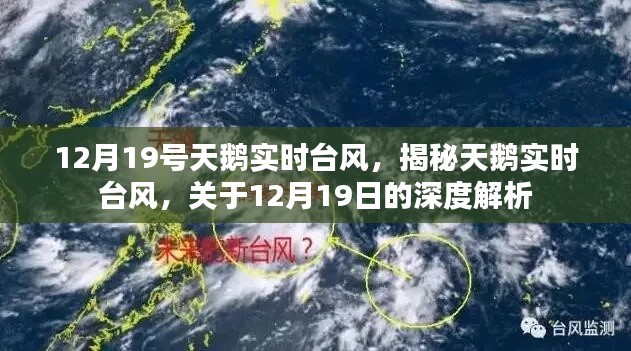 揭秘天鹅台风，深度解析12月19日天鹅实时动态