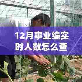 探秘事业编人数查询，十二月实时人数查询指南，我们的故事在温暖中继续。