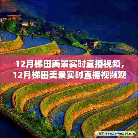 12月梯田美景实时直播全攻略,零基础畅游美景前线,梯田风光尽收眼底
