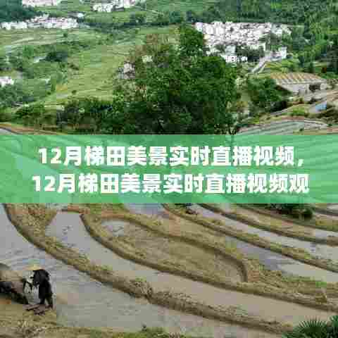 12月梯田美景实时直播全攻略,零基础畅游美景前线,梯田风光尽收眼底