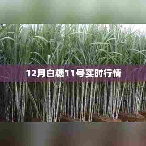 白糖行情最新动态，12月白糖实时价格走势分析