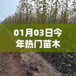 今年热门苗木，最新趋势与推荐（XXXX年1月3日）