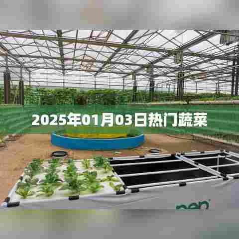 2025年元旦热门蔬菜榜单出炉