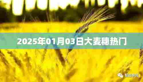 2025年大麦穗热门展望，新年新趋势